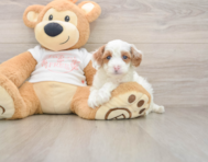 6 week old Cavapoo Puppy For Sale - Premier Pups