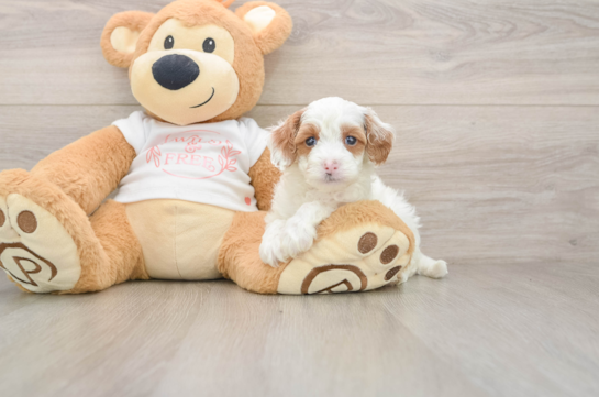 Cavapoo Puppy for Adoption