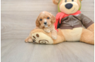 Cavapoo Puppy for Adoption