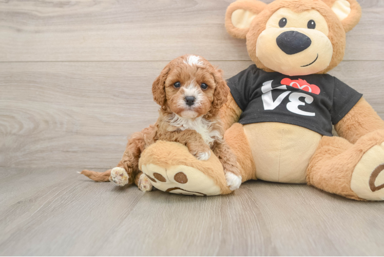 Cavapoo Pup Being Cute