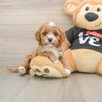 Cavapoo Pup Being Cute