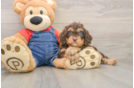 Cavapoo Puppy for Adoption