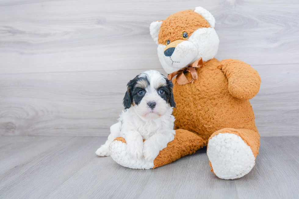 Cavapoo Pup Being Cute