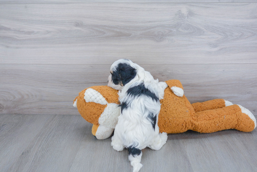 Best Cavapoo Baby