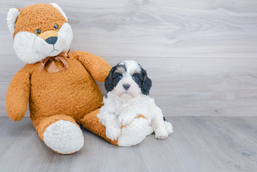 Friendly Cavapoo Baby