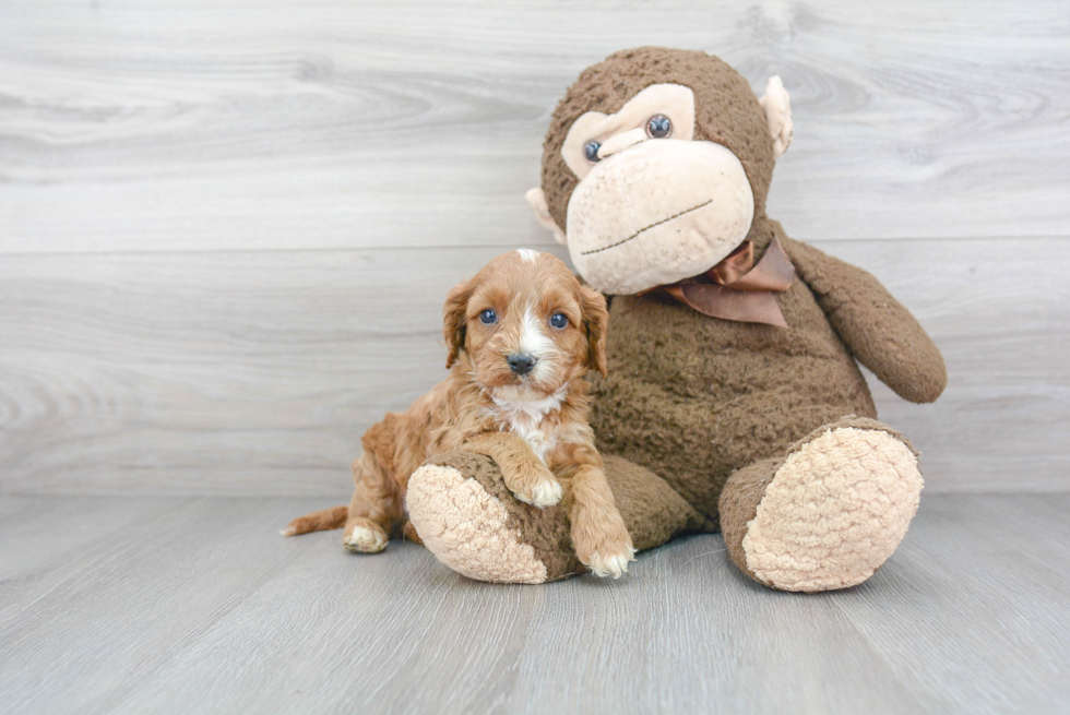 Fluffy Cavapoo Poodle Mix Pup