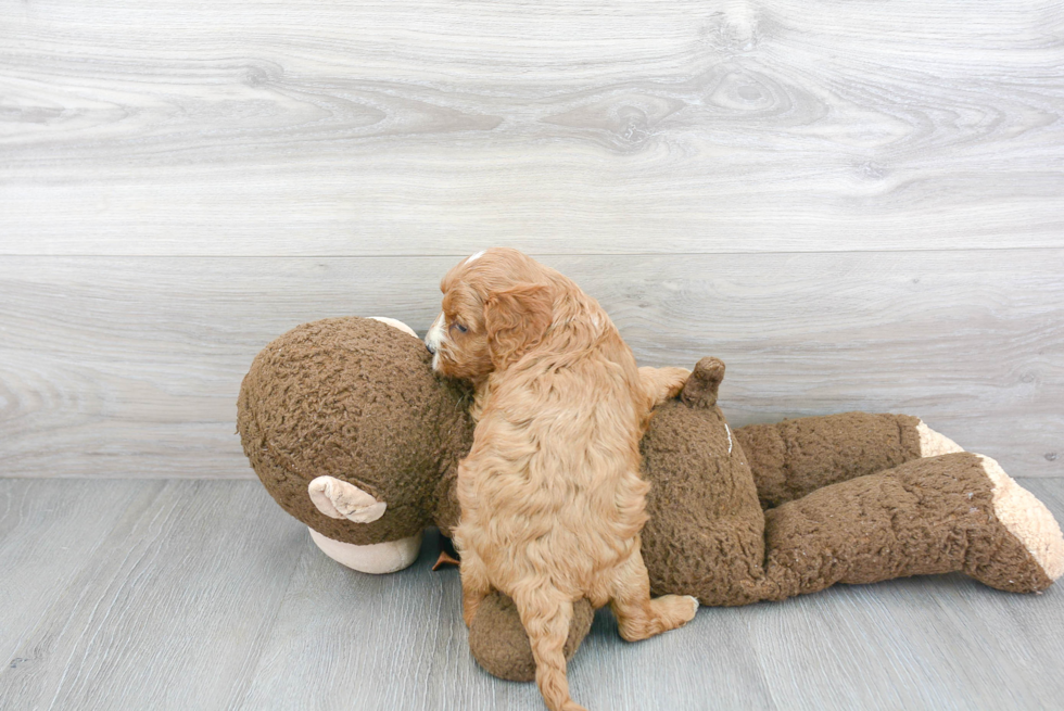 Cavapoo Pup Being Cute