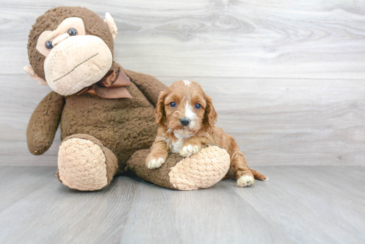 Cavapoo Pup Being Cute