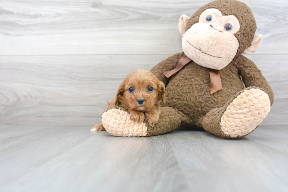 Hypoallergenic Cavoodle Poodle Mix Puppy