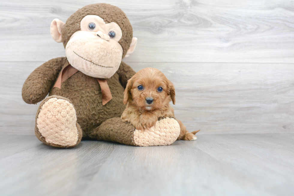 Small Cavapoo Baby