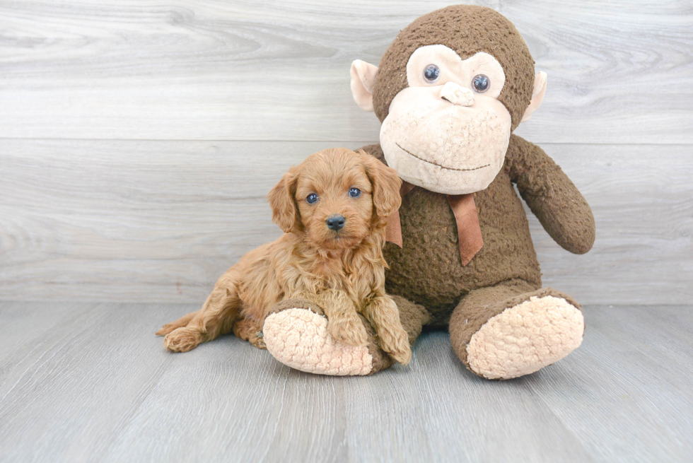 Best Cavapoo Baby