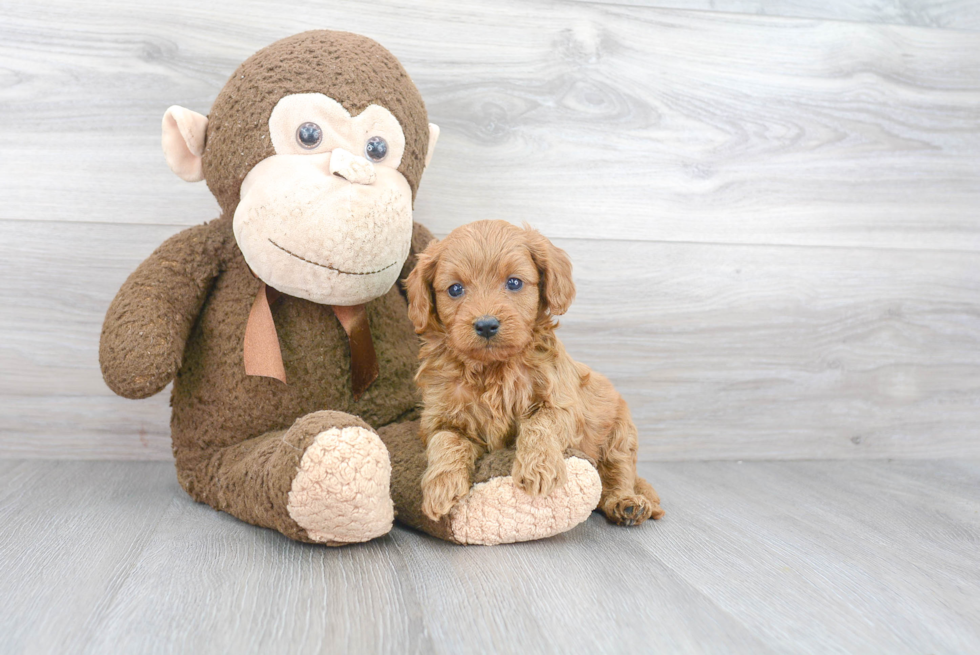 Cavapoo Pup Being Cute