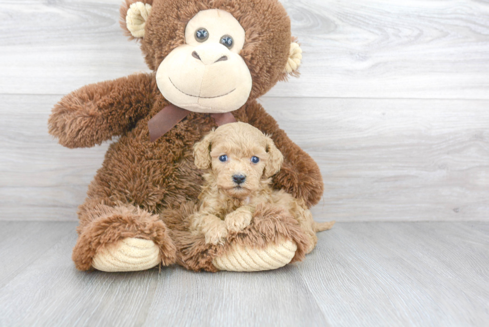 Funny Cavapoo Poodle Mix Pup