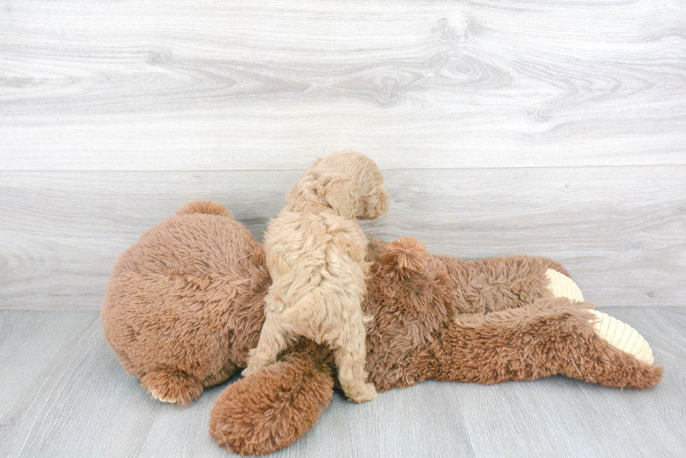 Small Cavapoo Baby