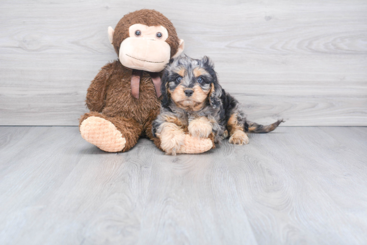 Hypoallergenic Cavoodle Poodle Mix Puppy