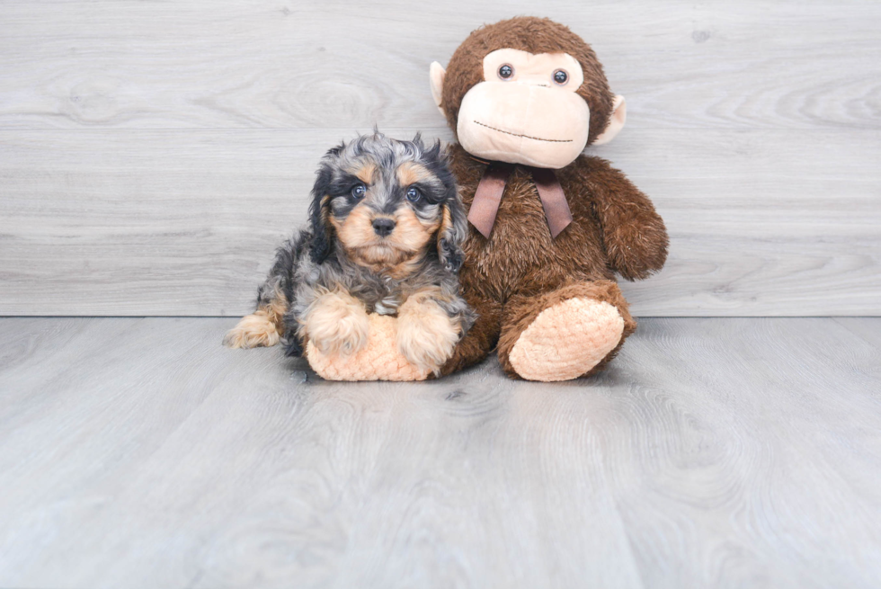 Best Cavapoo Baby