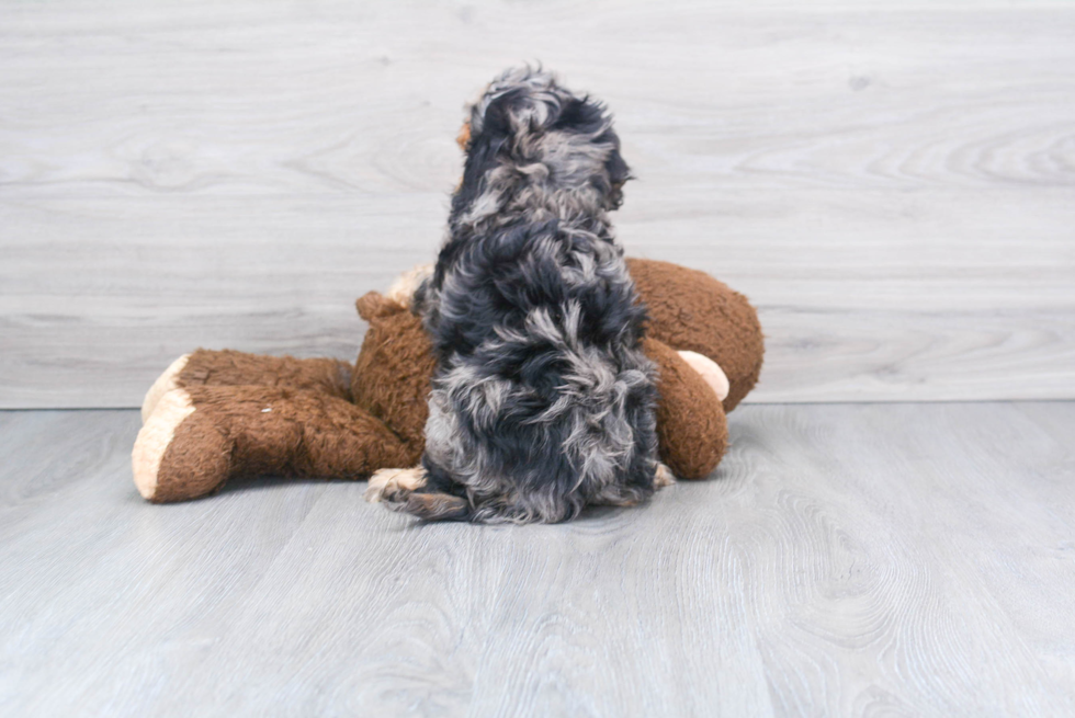 Small Cavapoo Baby
