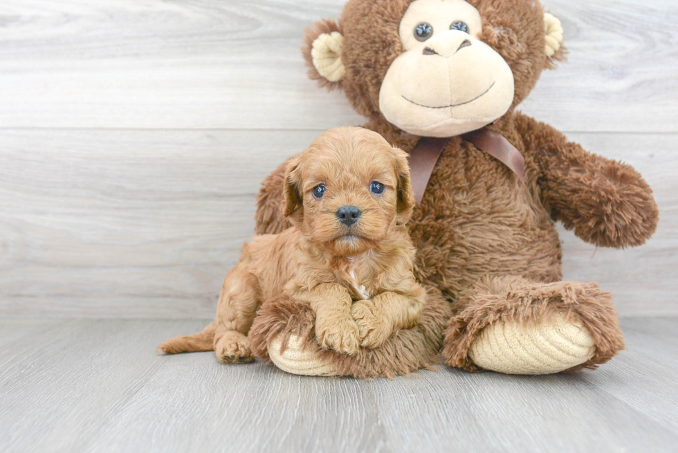 Sweet Cavapoo Baby