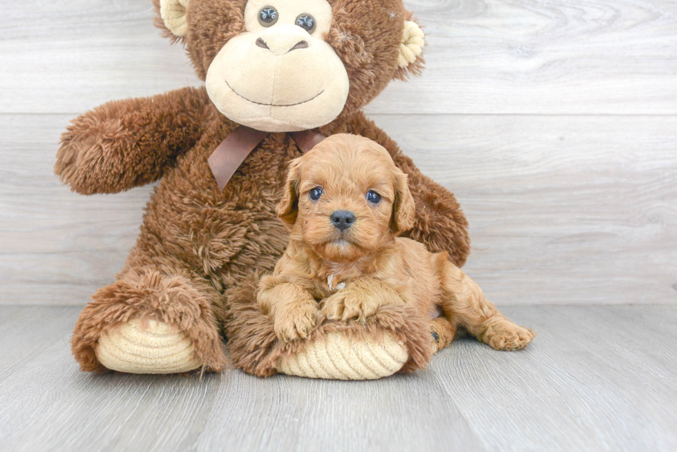 Funny Cavapoo Poodle Mix Pup