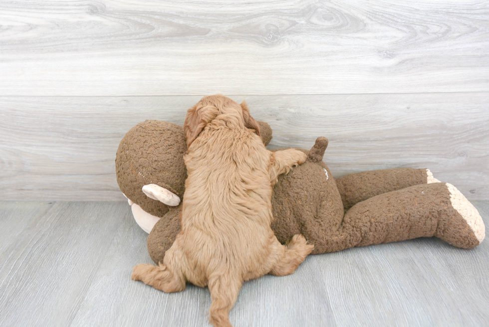 Cavapoo Pup Being Cute