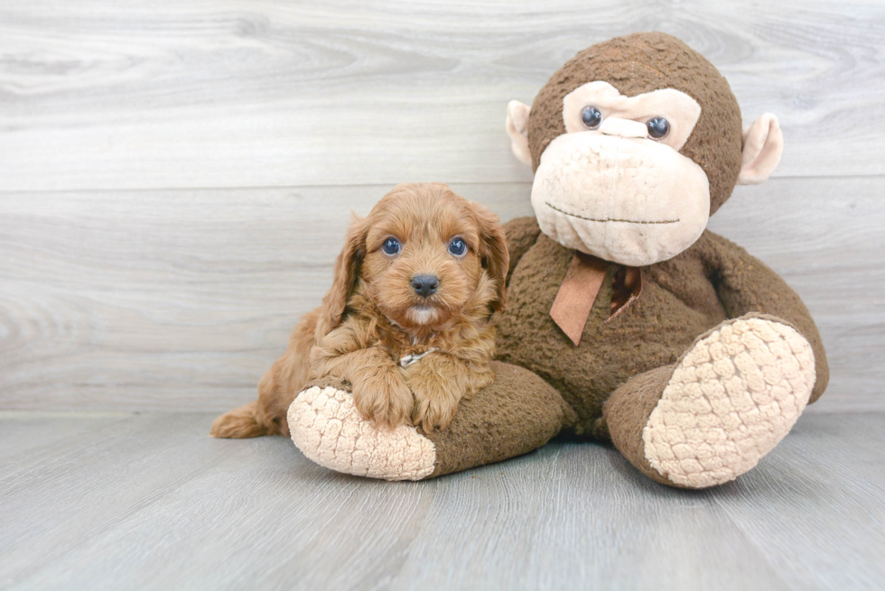 Cavapoo Puppy for Adoption