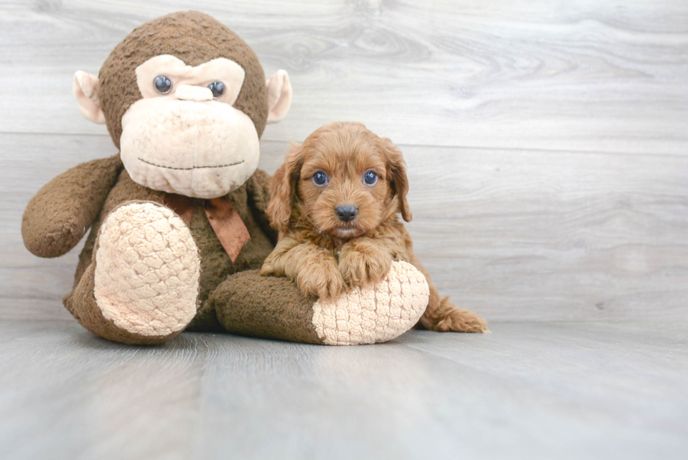 Best Cavapoo Baby