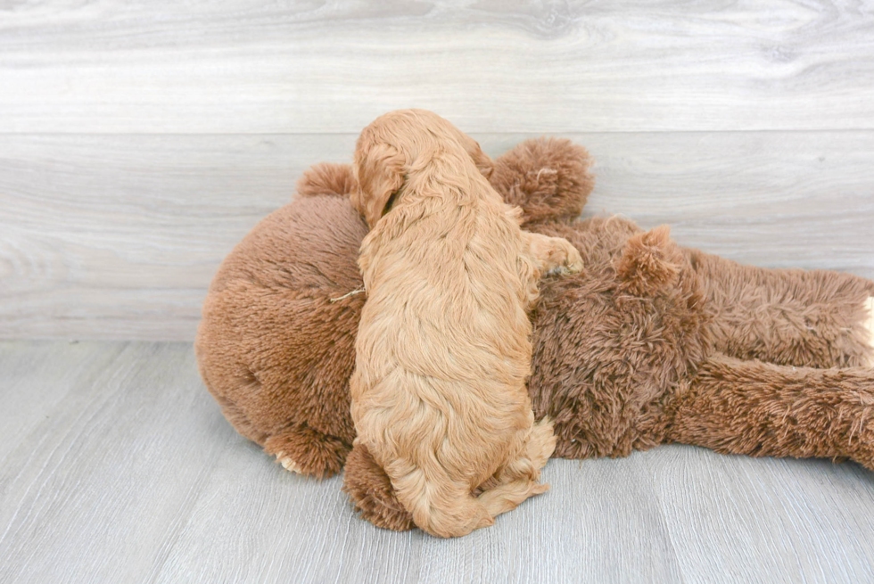 Happy Cavapoo Baby