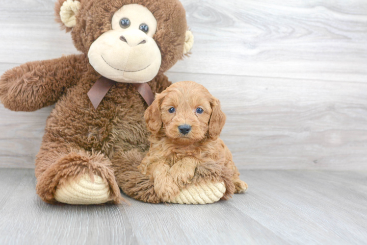 Petite Cavapoo Poodle Mix Pup