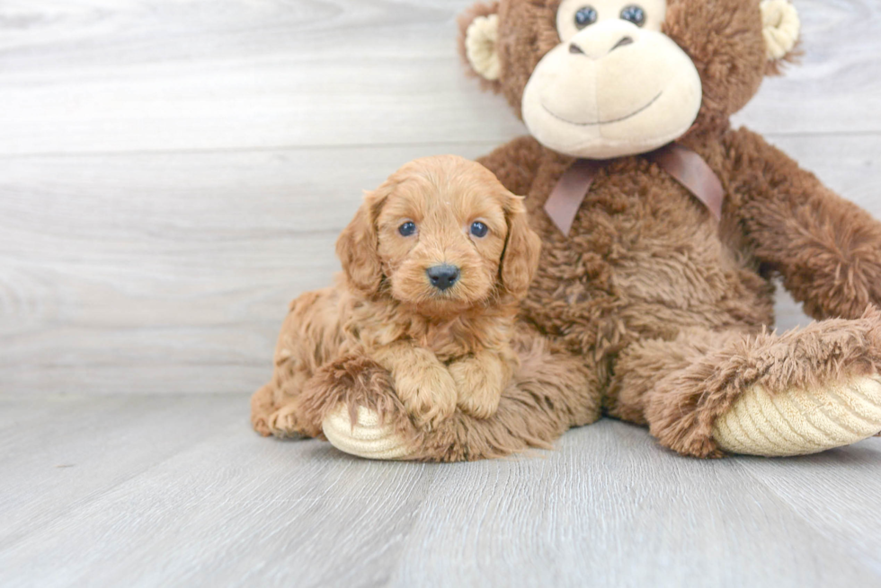 Fluffy Cavapoo Poodle Mix Pup