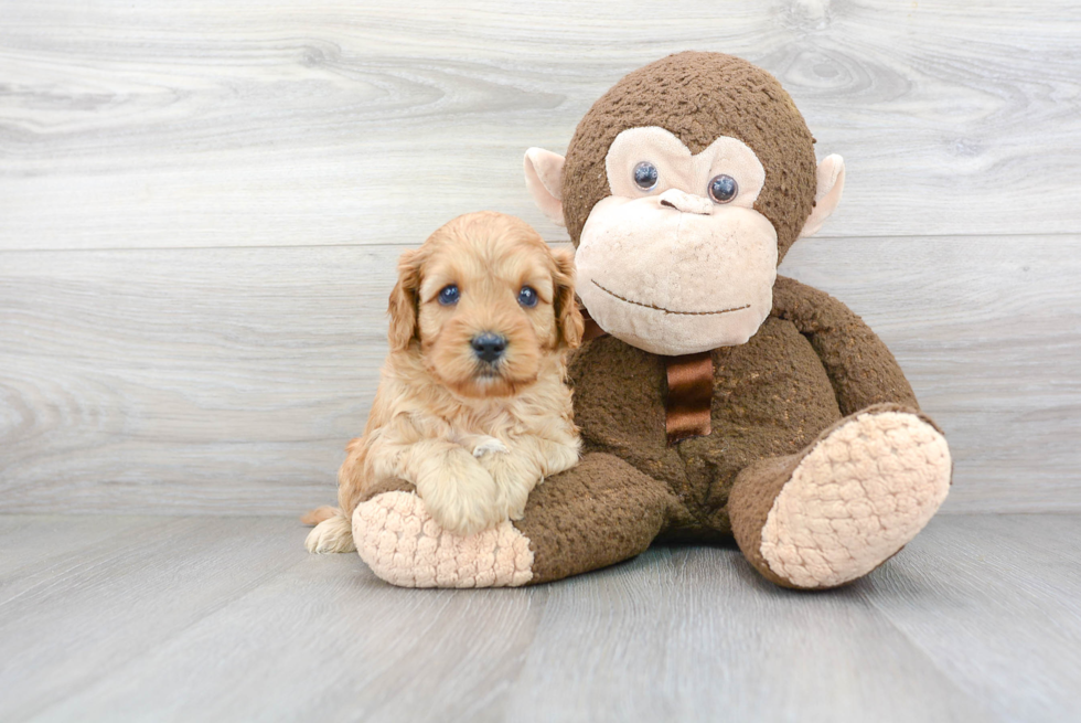 Best Cavapoo Baby