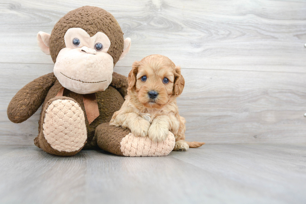 Popular Cavapoo Poodle Mix Pup