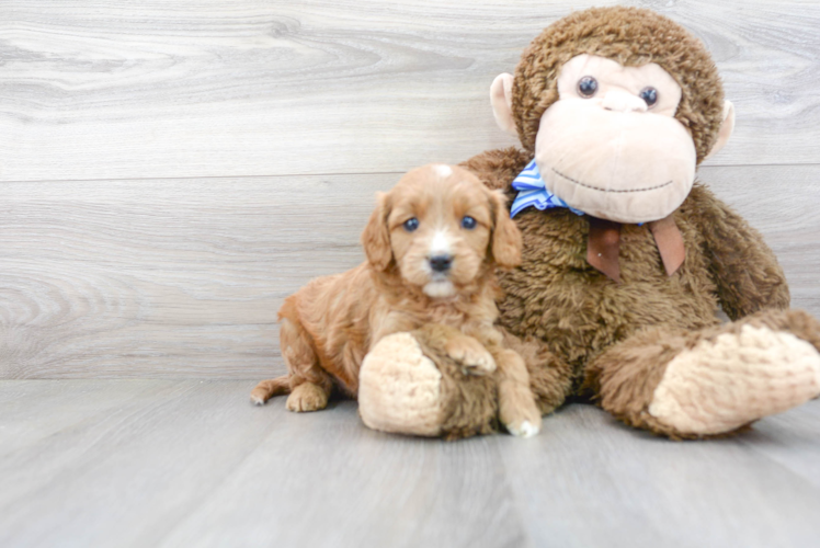 Cavapoo Puppy for Adoption