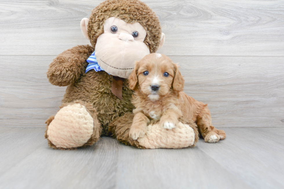 Playful Cavoodle Poodle Mix Puppy