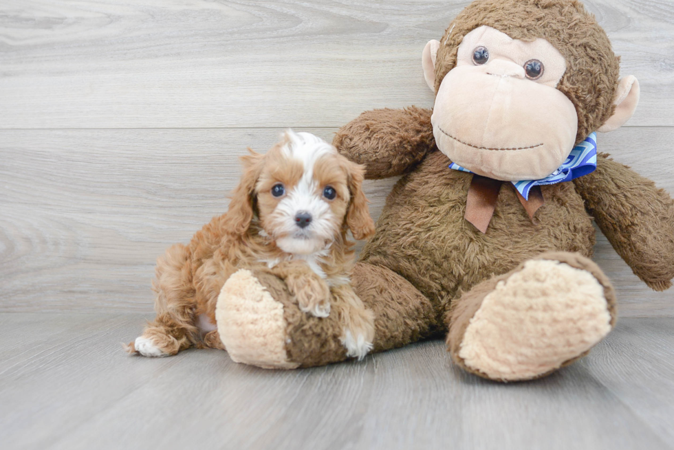 Cavapoo Puppy for Adoption