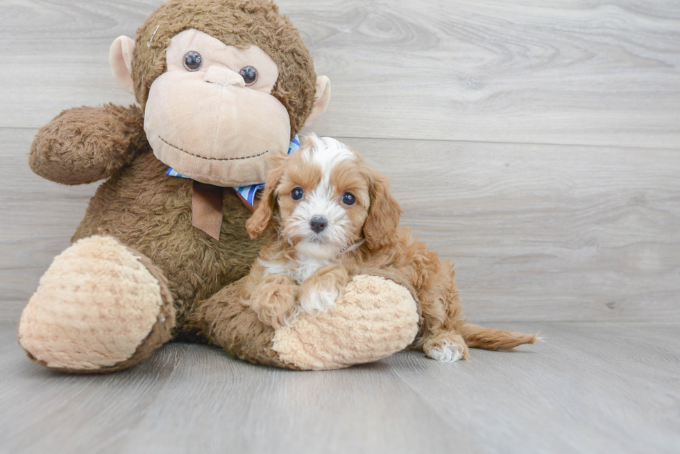 Cavapoo Pup Being Cute