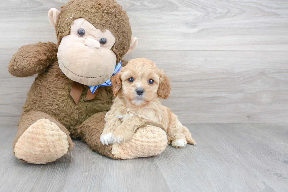 Sweet Cavapoo Baby