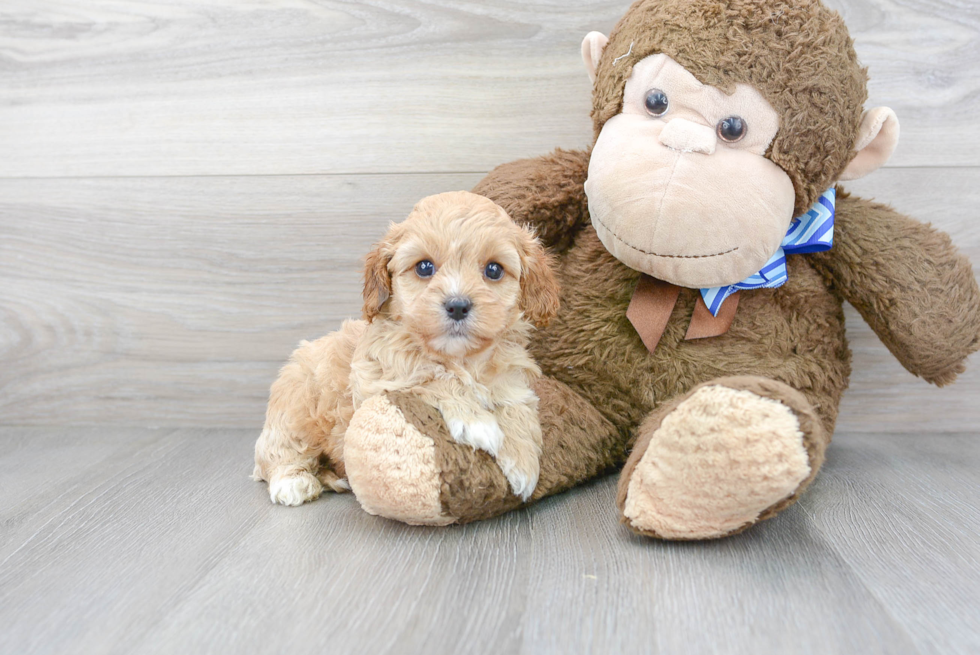 Cavapoo Pup Being Cute