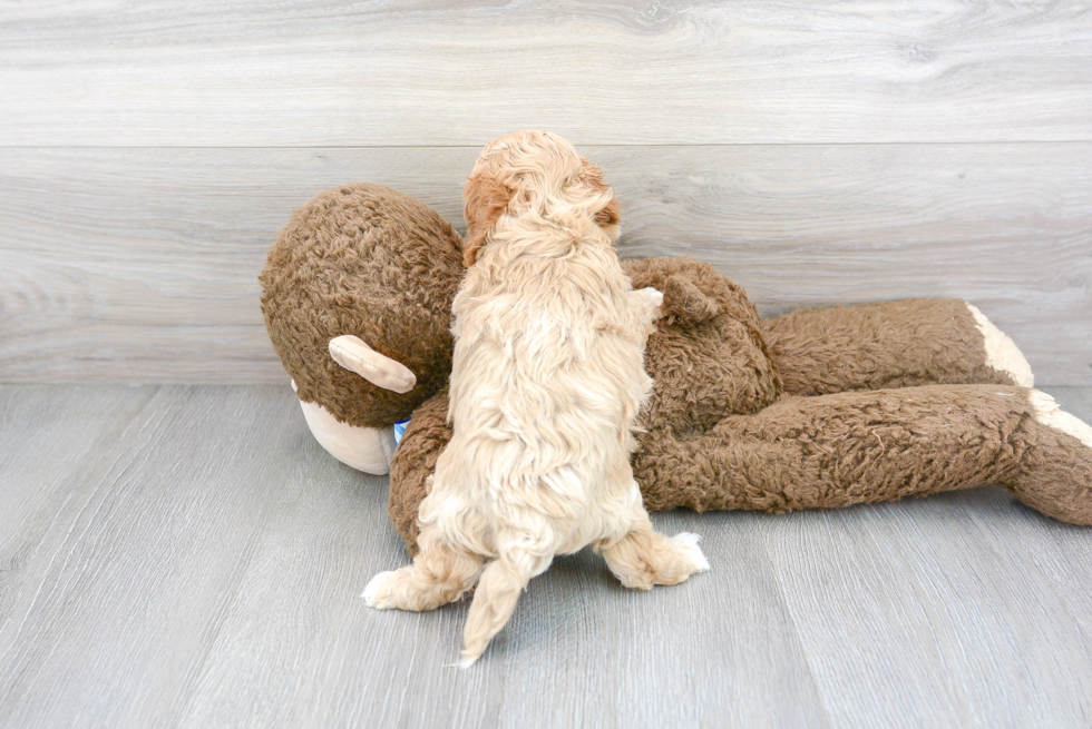 Cavapoo Pup Being Cute