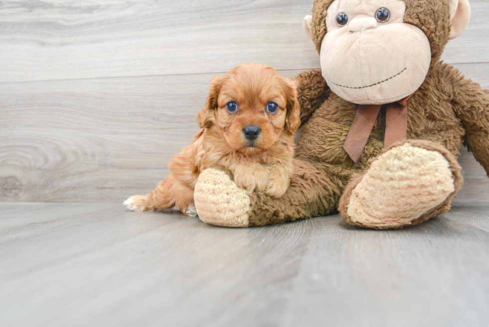 Adorable Cavoodle Poodle Mix Puppy