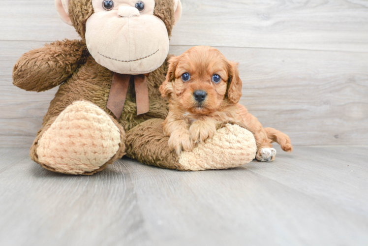 Adorable Cavoodle Poodle Mix Puppy