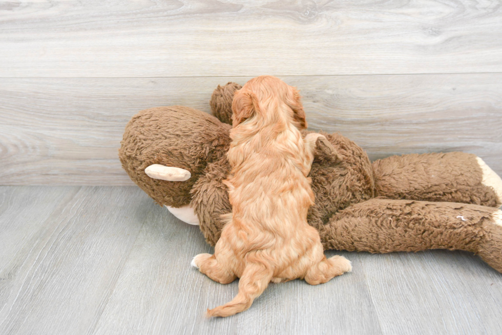 Friendly Cavapoo Baby