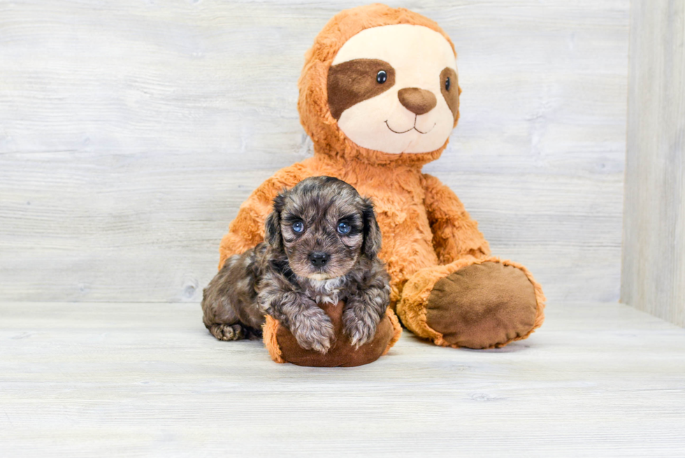 Fluffy Cavapoo Poodle Mix Pup