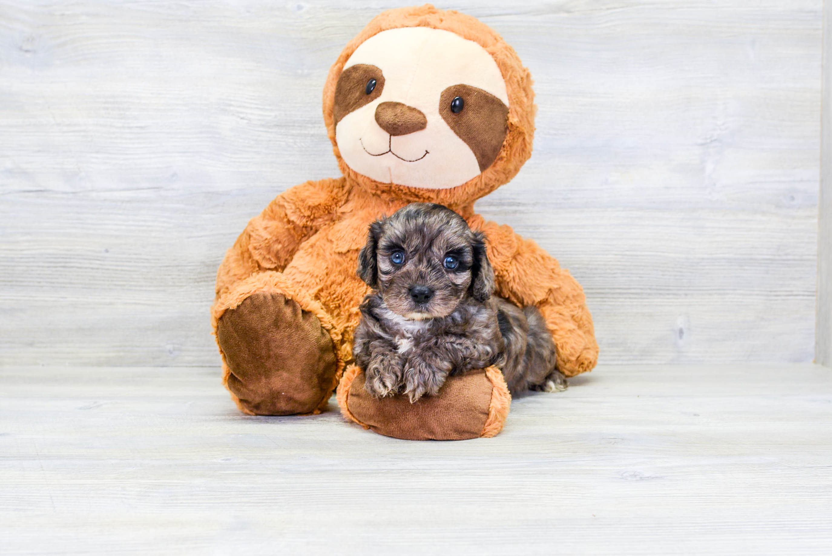 Cavapoo Puppy for Adoption