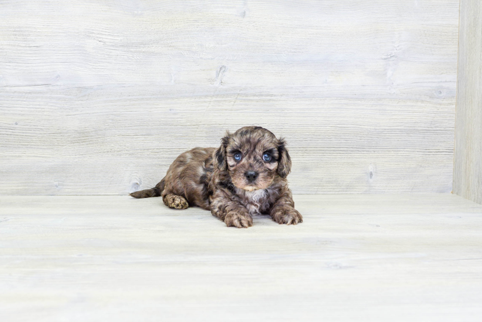 Cavapoo Pup Being Cute