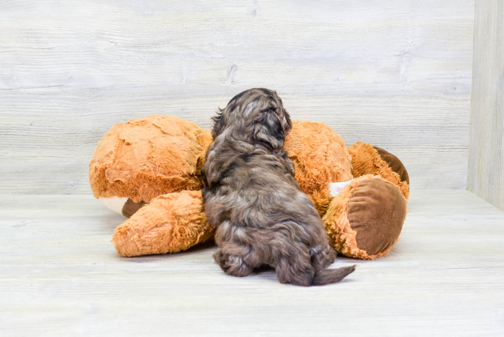 Cavapoo Puppy for Adoption