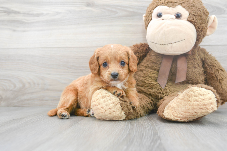 Best Cavapoo Baby