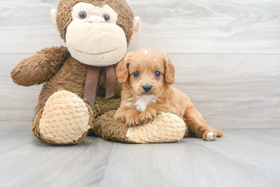 Happy Cavapoo Baby