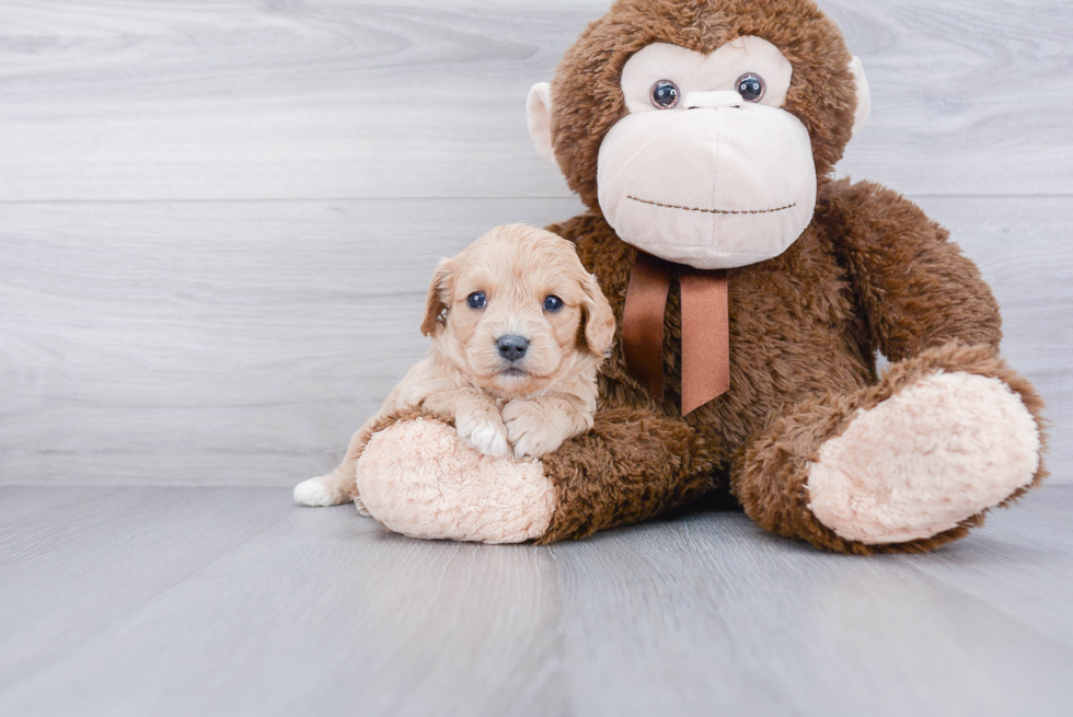 Best Cavapoo Baby