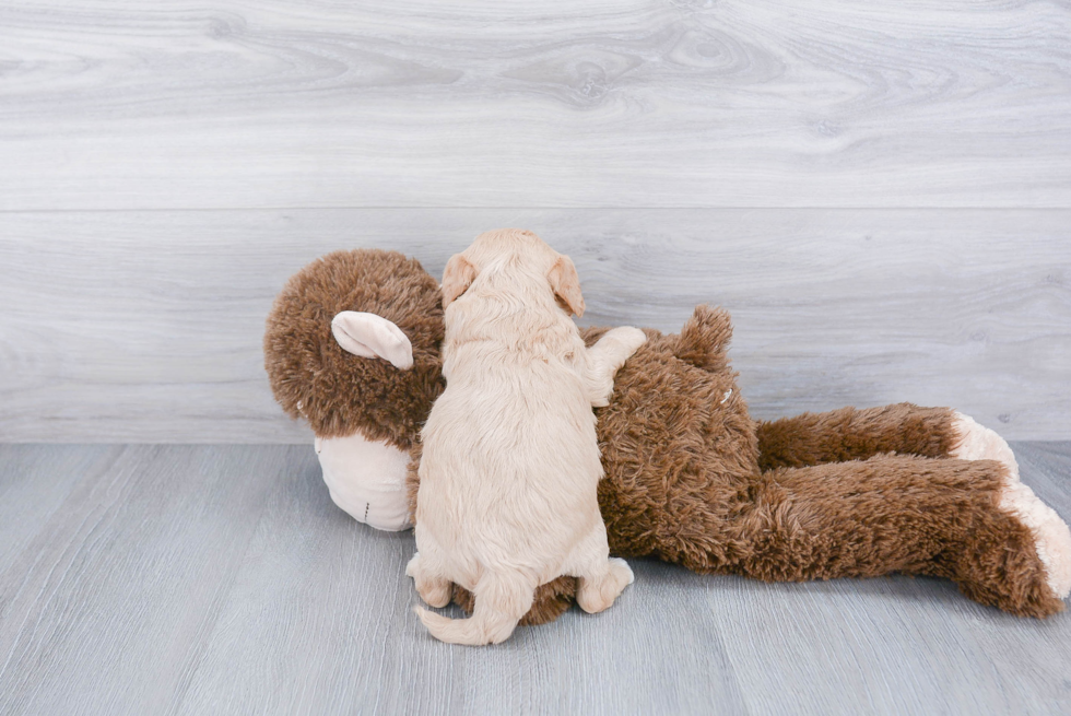 Petite Cavapoo Poodle Mix Pup