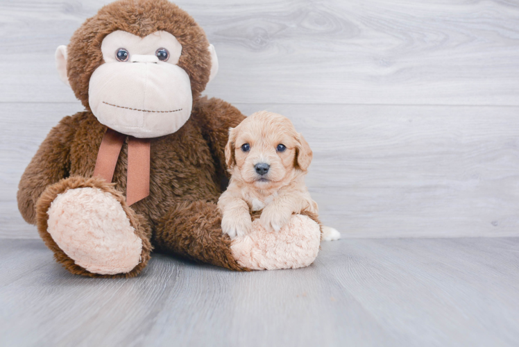 Cavapoo Puppy for Adoption